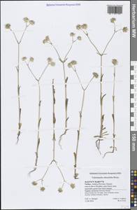 Valerianella obtusiloba Boiss., Зарубежная Азия (ASIA) (Турция)