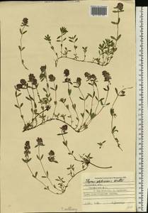 Чабрец Регнера K.Koch, Восточная Европа, Западно-Украинский район (E13) (Украина)