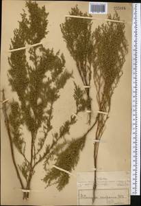 Полынь веничная, Полынь метельчатая Waldst. & Kit., Средняя Азия и Казахстан, Муюнкумы, Прибалхашье и Бетпак-Дала (M9) (Казахстан)
