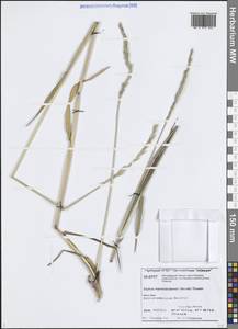 Пырейник изменчивый (Drobow) Tzvelev, Сибирь, Центральная Сибирь (S3) (Россия)