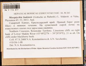 Mesoptychia badensis (Gottsche ex Rabenh.) L. Söderstr. & Váňa, Гербарий мохообразных, Мхи - Северный Кавказ и Предкавказье (B12) (Россия)