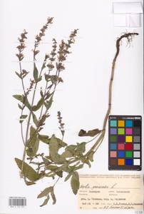 MHA 0 155 631, Котовник голый, Восточная Европа, Восточный район (E10) (Россия)