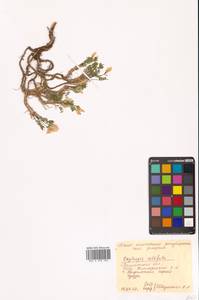 Остролодочник завернутый Ledeb., Сибирь, Чукотка и Камчатка (S7) (Россия)