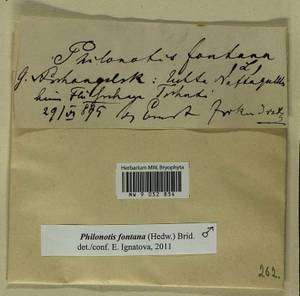 Philonotis fontana (Hedw.) Brid., Гербарий мохообразных, Мхи - Архангельская и Вологодская области, Коми, Ненецкий АО (B7) (Россия)