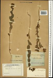 Володушка круглолистная L., Кавказ (без точных местонахождений) (K0)