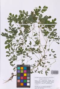 Хохлатка охотская Turcz., Восточная Европа, Московская область и Москва (E4a) (Россия)