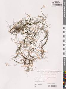 Штукения нитевидная, Рдест нитевидный (Pers.) Börner, Сибирь, Чукотка и Камчатка (S7) (Россия)