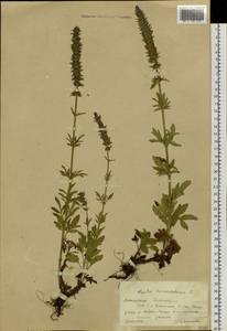 Схизонепета многонадрезная, Рассеченнокотовник многонадрезный (L.) Briq., Сибирь, Алтай и Саяны (S2) (Россия)