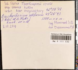 Brachythecium salebrosum (Hoffm. ex F. Weber & D. Mohr) Schimp., Гербарий мохообразных, Мхи - Северный Кавказ и Предкавказье (B12) (Россия)