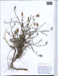 Centaurea alba subsp. sterilis (Stev.) Mikheev, Кавказ, Черноморское побережье (от Новороссийска до Адлера) (K3) (Россия)