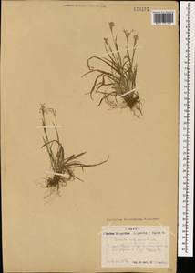 Ожика красноватая Fisch. ex E. Mey., Монголия (MONG) (Монголия)