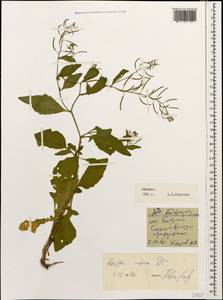 Rorippa indica (L.) Hiern, Кавказ, Грузия (K4) (Грузия)