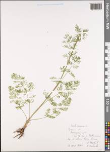 Жабрица однолетняя L., Восточная Европа, Центральный район (E4) (Россия)