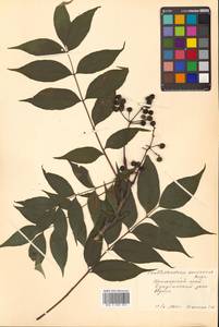 Бархат амурский Rupr., Сибирь, Дальний Восток (S6) (Россия)