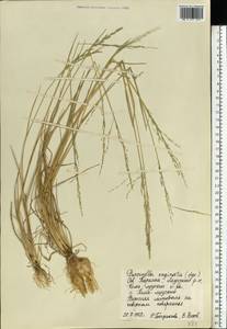 Puccinellia capillaris subsp. pulvinata (Fr.) Tzvelev, Восточная Европа, Северный район (E1) (Россия)