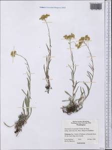 Antennaria luzuloides subsp. aberrans (E. E. Nelson) R. J. Bayer & Stebbins, Америка (AMER) (США)