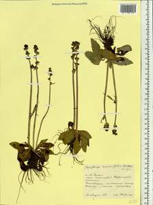 Micranthes hieraciifolia (Waldst. & Kit.) Haw., Сибирь, Западная Сибирь (S1) (Россия)