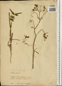 Пастернак посевной L., Восточная Европа, Центральный район (E4) (Россия)