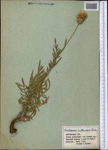 Rhaponticoides ruthenica (Lam.) M. V. Agab. & Greuter, Средняя Азия и Казахстан, Северный и Центральный Тянь-Шань (M4) (Киргизия)