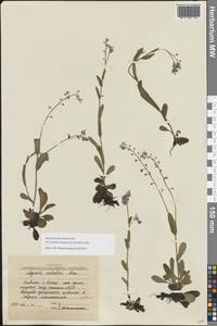 Незабудка стелющаяся Host, Восточная Европа, Северный район (E1) (Россия)