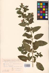 MHA 0 157 882, Мята водяная L., Восточная Европа, Западно-Украинский район (E13) (Украина)