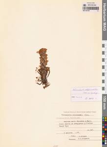 Мытник лисохвостый Steven ex Spreng., Сибирь, Чукотка и Камчатка (S7) (Россия)