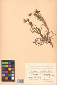 Козлобородник подольский Besser ex DC., Восточная Европа, Центральный лесостепной район (E6) (Россия)