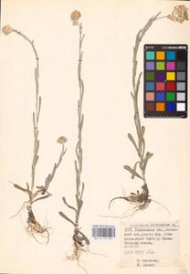 Helichrysum luteoalbum (L.) Rchb., Восточная Европа, Белоруссия (E3a) (Белоруссия)