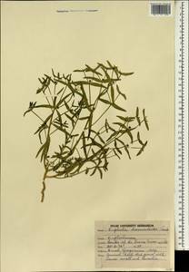 Euphorbia dracunculoides Lam., Зарубежная Азия (ASIA) (Индия)
