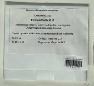 Ulota curvifolia (Wahlenb.) Sw., Гербарий мохообразных, Мхи - Чукотка и Камчатка (B21) (Россия)