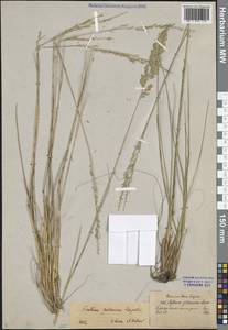 Овсяница Беккера (Hack.) Trautv., Восточная Европа, Северо-Западный район (E2) (Россия)