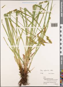 Carex vulpinoidea Michx., Восточная Европа, Московская область и Москва (E4a) (Россия)
