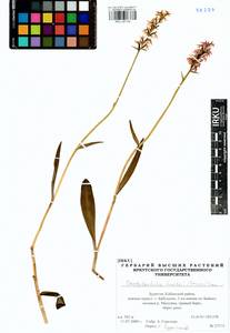 Пальчатокоренник Фукса (Druce) Soó, Сибирь, Прибайкалье и Забайкалье (S4) (Россия)