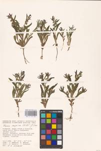 MHA 0 152 656, Нонея каспийская (Willd.) G. Don, Восточная Европа, Нижневолжский район (E9) (Россия)