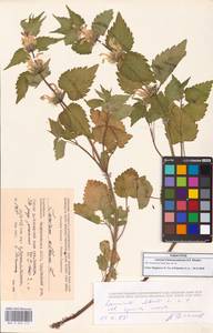 Яснотка белая, Глухая крапива, Кавказ, Азербайджан (K6) (Азербайджан)