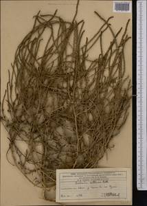 Солянка холмовая Pall., Средняя Азия и Казахстан, Западный Тянь-Шань и Каратау (M3) (Казахстан)