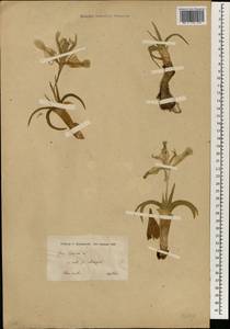 Iris persica L., Зарубежная Азия (ASIA) (Иран)