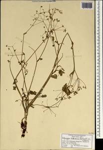 Pinda concanensis (Dalzell) P.K. Mukherjee & L. Constance, Зарубежная Азия (ASIA) (Индия)