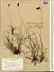 Carex aterrima subsp. medwedewii (Leskov) T.V.Egorova, Кавказ, Северная Осетия, Ингушетия и Чечня (K1c) (Россия)