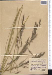 Neotrinia splendens (Trin.) M.Nobis, P.D.Gudkova & A.Nowak, Средняя Азия и Казахстан, Памир и Памиро-Алай (M2) (Таджикистан)