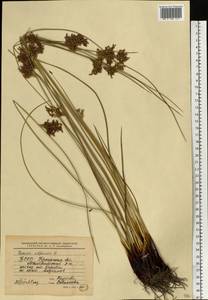 Ситник развесистый L., Восточная Европа, Белоруссия (E3a) (Белоруссия)