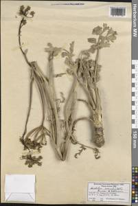 Leiotulus secacul (Mill.) Pimenov & Ostr., Зарубежная Азия (ASIA) (Турция)