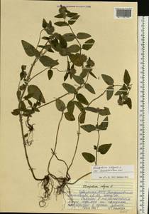 Пахучка обыкновенная L., Восточная Европа, Средневолжский район (E8) (Россия)