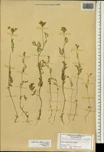 Torilis tenella (Delile) Rchb. fil., Зарубежная Азия (ASIA) (Сирия)