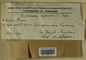 Dicranum scoparium Hedw., Гербарий мохообразных, Мхи - Дальний Восток (без Чукотки и Камчатки) (B20) (Россия)