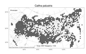 Caltha palustris, Калужница болотная L., Атлас флоры России (FLORUS) (Россия)