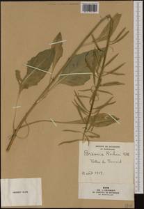 Coincya richeri (Vill.) Greuter & Burdet, Западная Европа (EUR) (Франция)
