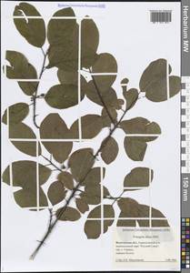 Крушина ломкая, Крушина ольховидная Mill., Восточная Европа, Северный район (E1) (Россия)