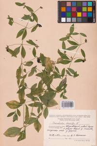 Волдырник ягодный (L.) Durande, Восточная Европа, Центральный район (E4) (Россия)