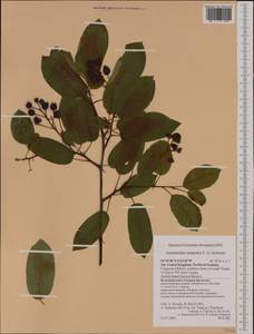 Amelanchier ×lamarckii F. G. Schroed., Западная Европа (EUR) (Великобритания)